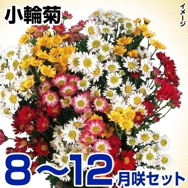 菊 キク 苗 8〜12月まで楽しむ小輪菊セット 15種30株(各2株)