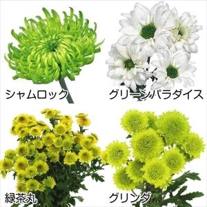 菊苗 緑菊セット ４種４株 菊苗 菊の苗 キク  国華園