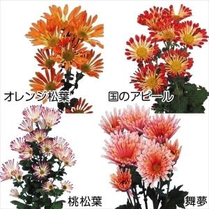 マツバギク 種 花の苗 の商品一覧 苗 花 ガーデニング 通販 Yahoo ショッピング