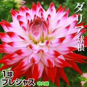 ダリア 球根 ピンクトパーズ (小輪) 1球 ダリアの球根 ダリアの花 春