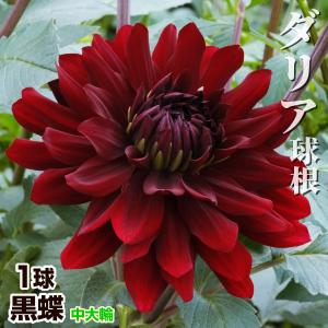 黒蝶 ダリアの商品一覧 通販 Yahoo ショッピング