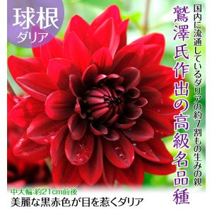 黒蝶 ダリアの商品一覧 通販 Yahoo ショッピング