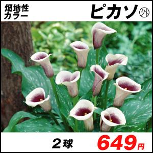球根の花 春の商品一覧 通販 Yahoo ショッピング
