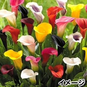 カラー 花 値段の商品一覧 通販 Yahoo ショッピング