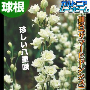 国華園 ガルトニア 球根 ムーンビーム 1球 ...の詳細画像1