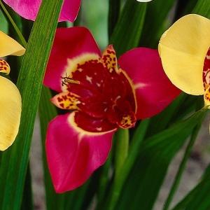 チグリジア 花の商品一覧 通販 Yahoo ショッピング