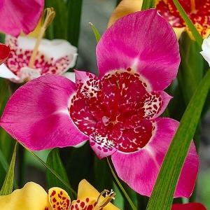 チグリジア 花の商品一覧 通販 Yahoo ショッピング