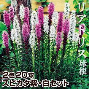 紫 球根 花 花 ガーデニング の商品一覧 通販 Yahoo ショッピング