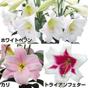 球根 鉄砲ユリ 8月咲鉄砲ユリセット 3種9球(各3球) / 国華園