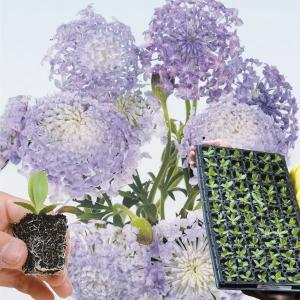 レースフラワー 苗の商品一覧 通販 Yahoo ショッピング