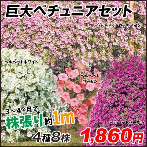 ペチュニア 鉢 花の苗 の商品一覧 苗 花 ガーデニング 通販 Yahoo ショッピング