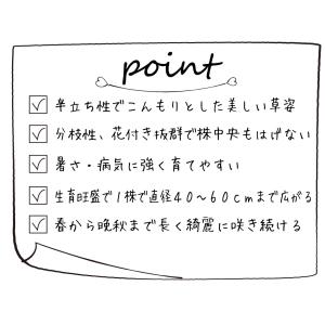 花苗 カリブラコア スーパーベル(R) ダブル...の詳細画像2