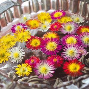 マツバギク 耐寒性の商品一覧 通販 Yahoo ショッピング