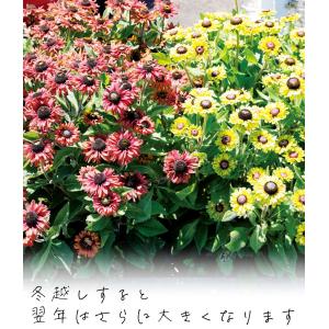 花苗 ルドベキア アーバンサファリ キャニオン...の詳細画像3