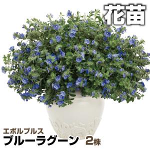 花苗 エボルブルス ブルーラグーン 品種登録出願中 2株 / PW 花の苗 アメリカンブルー