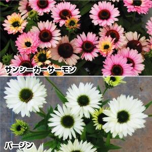 エキナセア 種 花 ガーデニング の商品一覧 通販 Yahoo ショッピング