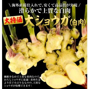 種ショウガ 大ショウガ (白肉) 1kg / ...の詳細画像1