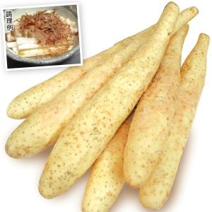 山いも種芋 長いも 信州長いも10個 / 山芋 やまいも ヤマイモ ナガイモ ながいも 長芋 栽培簡単 しんしゅう