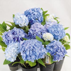アジサイ 霧島の恵 苗 の商品一覧 花 ガーデニング 通販 Yahoo ショッピング
