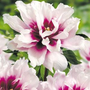 芍薬 切り花 花 ガーデニング の商品一覧 通販 Yahoo ショッピング