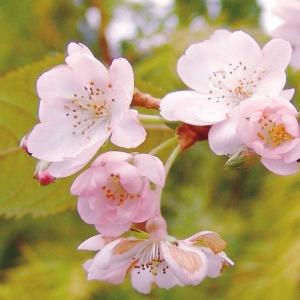 桜 苗 十月桜 3株 サクラ苗 花木苗 国華園