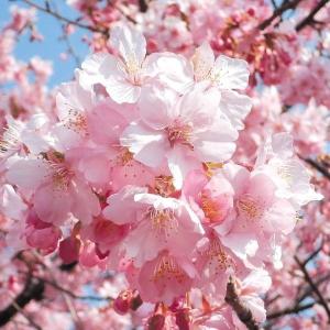 桜 苗 苗木 河津 5株 / さくら サクラ 桜の苗木 桜の木 庭木 植木 花木苗｜kokkaen