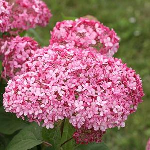 花木苗 アメリカアジサイ ピンクのアナベル2PVP 1株