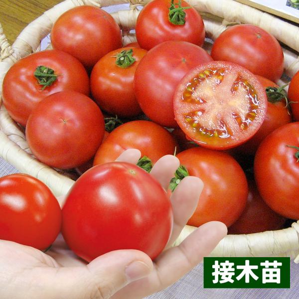 接木野菜苗 中玉トマト 接木F1セレブスイートR 2株 接木苗 9cmポット やさいなえ 国華園 こ...