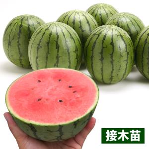 接木野菜苗 マイクロシードスイカ 接木F1ピノ・ガールR 2株 西瓜 やさいなえ なえ 国華園