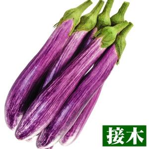 接木野菜苗 縞ナス 接木F1エレガントレディ 2株 茄子 接木苗 9cmポット やさいなえ 国華園 ...