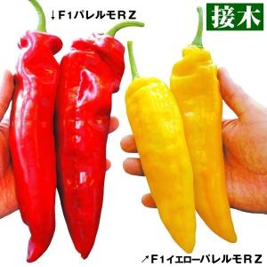 パプリカ苗の商品一覧 通販 Yahoo ショッピング