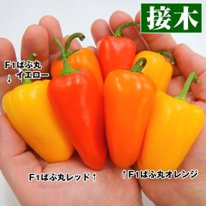 パプリカ苗の商品一覧 通販 Yahoo ショッピング