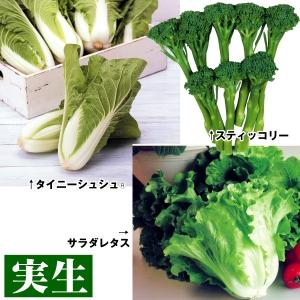 実生野菜苗 楽ラク収穫野菜セット 3種12株