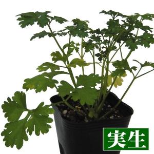 実生野菜苗 コンパニオンプランツ イタリアンパセリ 8株 実生苗 9cmポット やさいなえ 国華園 こっかえん｜kokkaen