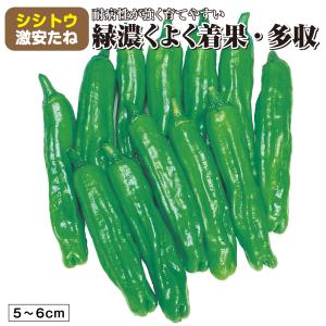 種 野菜たね 強健ししとう 1袋(30粒) 獅...の詳細画像1