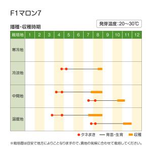 種 野菜たね ミニカボチャ F1マロン7 1袋...の詳細画像5
