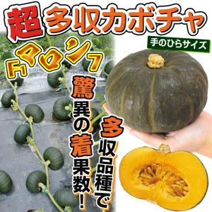 種 野菜たね ミニカボチャ F1マロン7 1袋...の詳細画像2