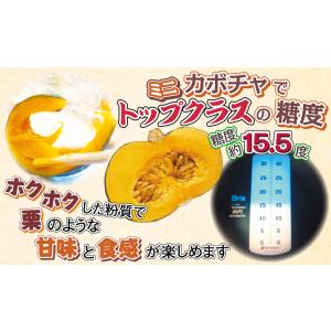 種 野菜たね ミニカボチャ F1マロン7 1袋...の詳細画像3