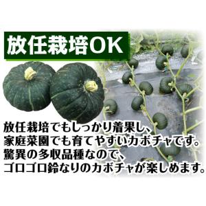 種 野菜たね ミニカボチャ F1マロン7 1袋...の詳細画像4