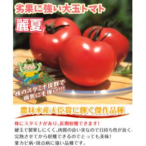 種 野菜たね 大玉トマト F1麗夏 1袋(15...の詳細画像1