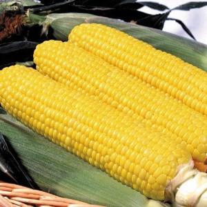 種 野菜たね トウモロコシ F1ゴールドラッシュ 1袋（30ml） コーン やさいの種 国華園