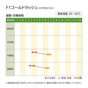 種 野菜たね トウモロコシ F1ゴールドラッシ...の詳細画像1