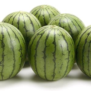 種 野菜たね スイカ F1ピノ・ガールR 1袋...の詳細画像4