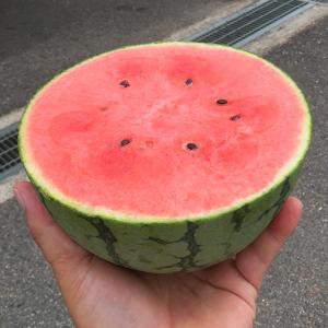 種 野菜たね スイカ F1ピノ・ガールR 1袋...の詳細画像5