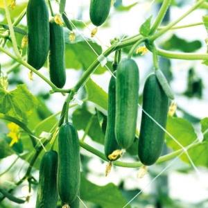 種 野菜たね キュウリ F1ドカナリ千成 1袋（8粒） 野菜種 国華園