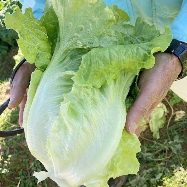 種 野菜たね レタス ラクレタス 1袋（1.5ml） やさいの種 国華園