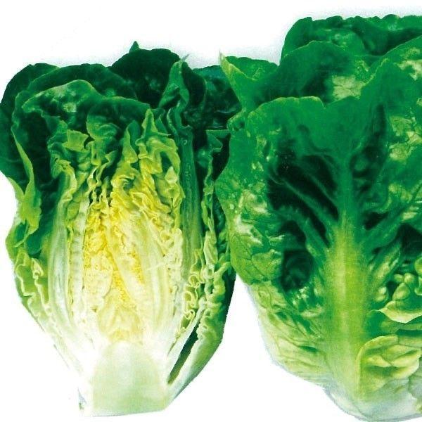 種 野菜たね レタス ミニサラダ 1袋（3ml） やさいの種 国華園