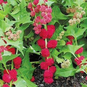 種 野菜たね ユニーク野菜 いちごほうれんそう 1袋（15粒） やさいの種 国華園