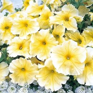 ペチュニア 種の商品一覧 通販 Yahoo ショッピング