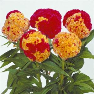 ケイトウ 種 花の種 の商品一覧 種 種子 花 ガーデニング 通販 Yahoo ショッピング